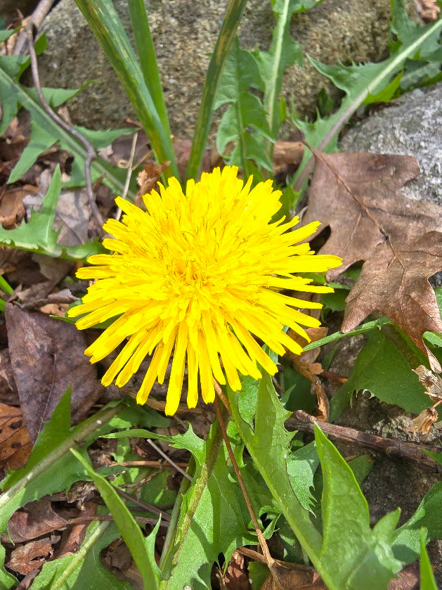 DandelionBlossom Cream
