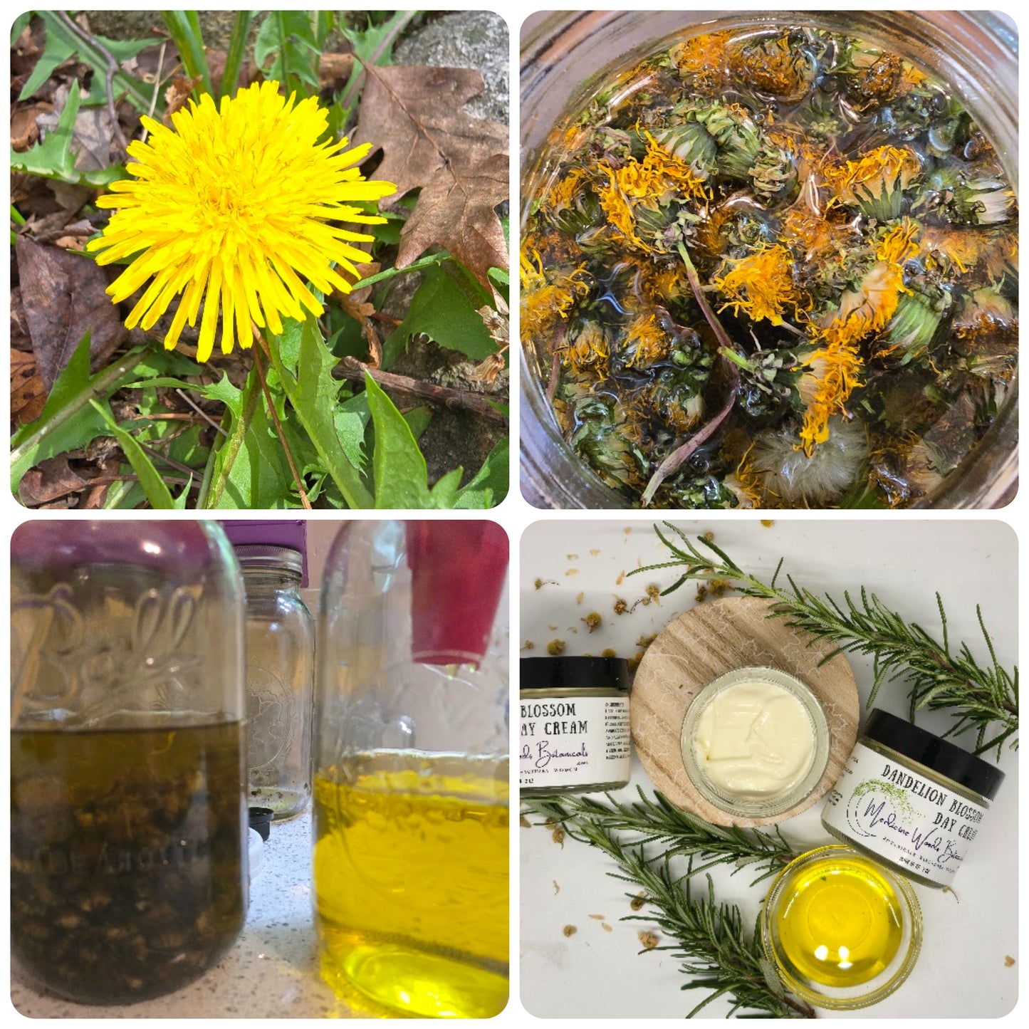 DandelionBlossom Cream