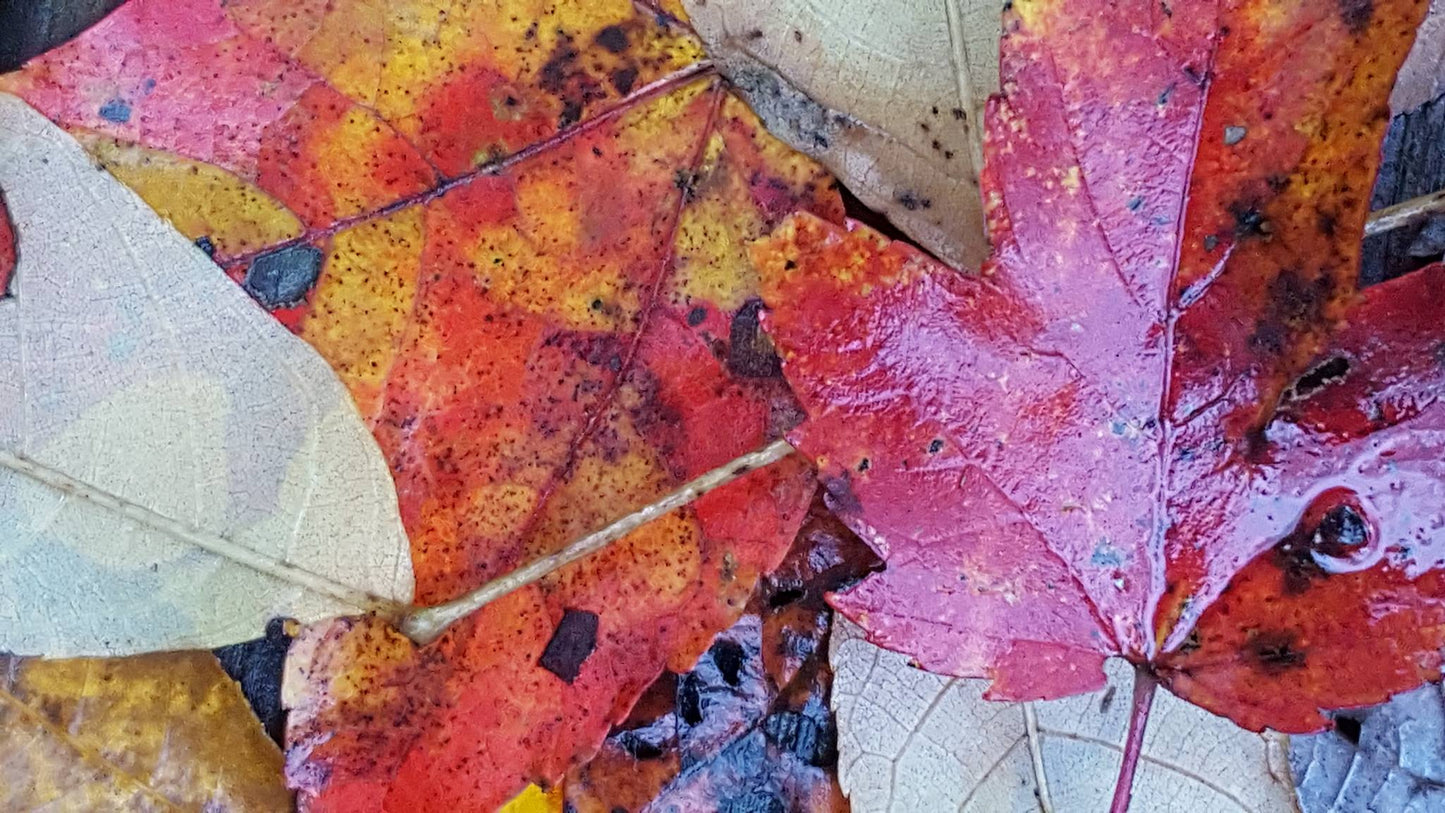 November 15th 2025 - 11 AM to 2 PM - Holiday Craft/Gift Making.