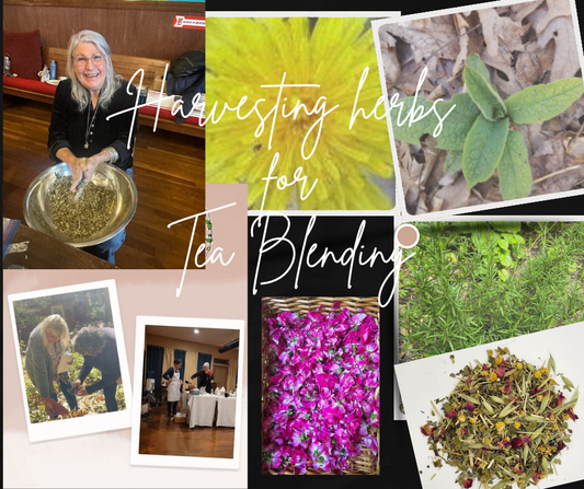 Autumn Equinox @ MedicineWoods - Tea Class