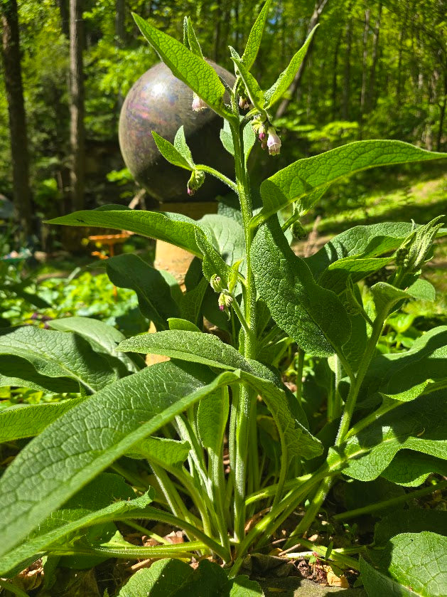 Comfrey - The Happy Healing Herb