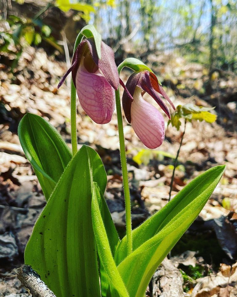 Pink Lady Slipper