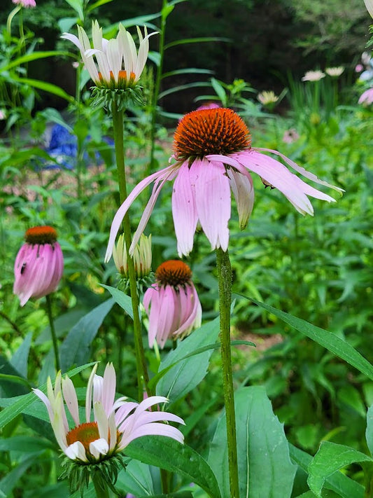September 20th, 11 AM to 2 PM - Equinox gathering and plant harvest - FREE